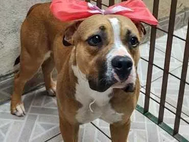 Cachorro ra a American Bully idade 7 a 11 meses nome Quinha