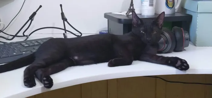 Gato ra a SRD idade 7 a 11 meses nome Pretinha