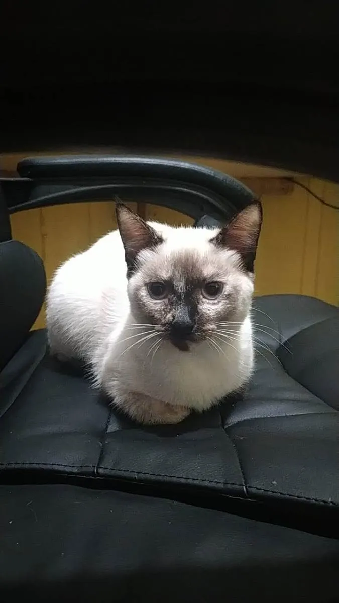 Gato ra a SRD idade 7 a 11 meses nome Branquinha
