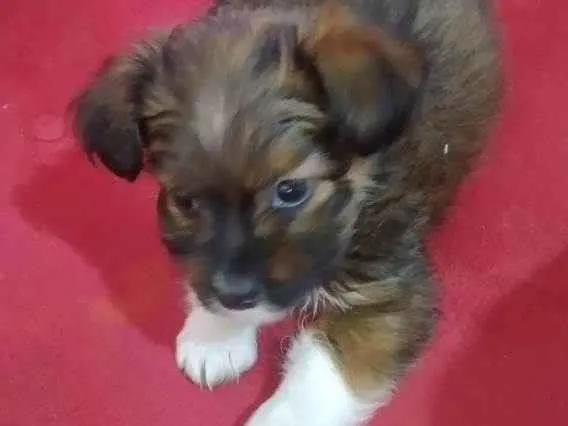 Cachorro ra a  idade Abaixo de 2 meses nome Mel