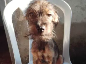 Cachorro raça Poodle com vira - lata idade 2 a 6 meses nome Bradok