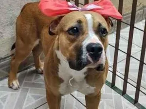 Cachorro raça American Bully idade 7 a 11 meses nome Quinha