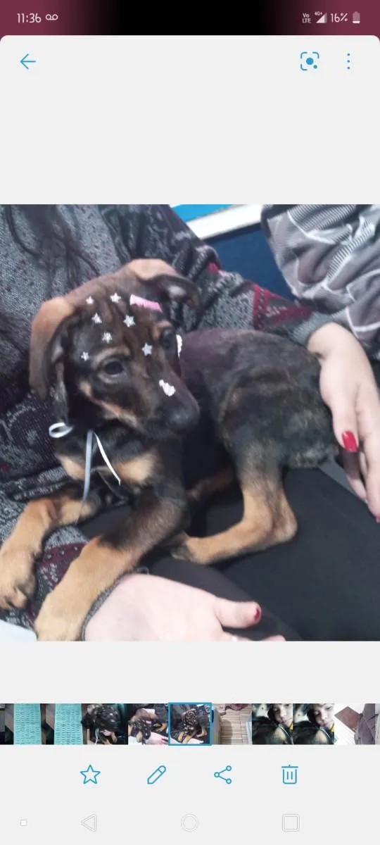 Cachorro ra a Vira lata com pastor alemão idade 2 a 6 meses nome Pandora