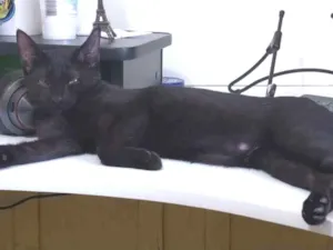 Gato raça SRD idade 7 a 11 meses nome Pretinha
