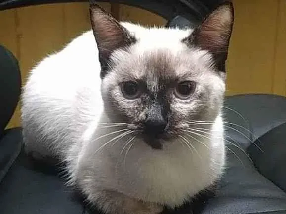 Gato ra a SRD idade 7 a 11 meses nome Branquinha
