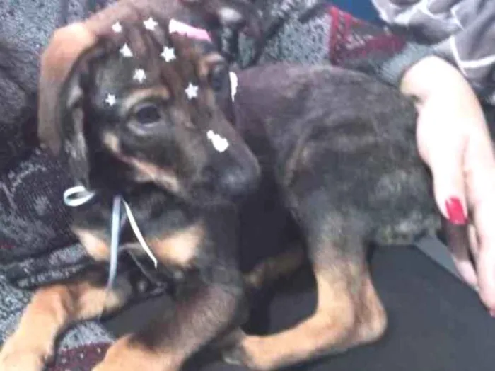 Cachorro ra a Vira lata com pastor alemão idade 2 a 6 meses nome Pandora