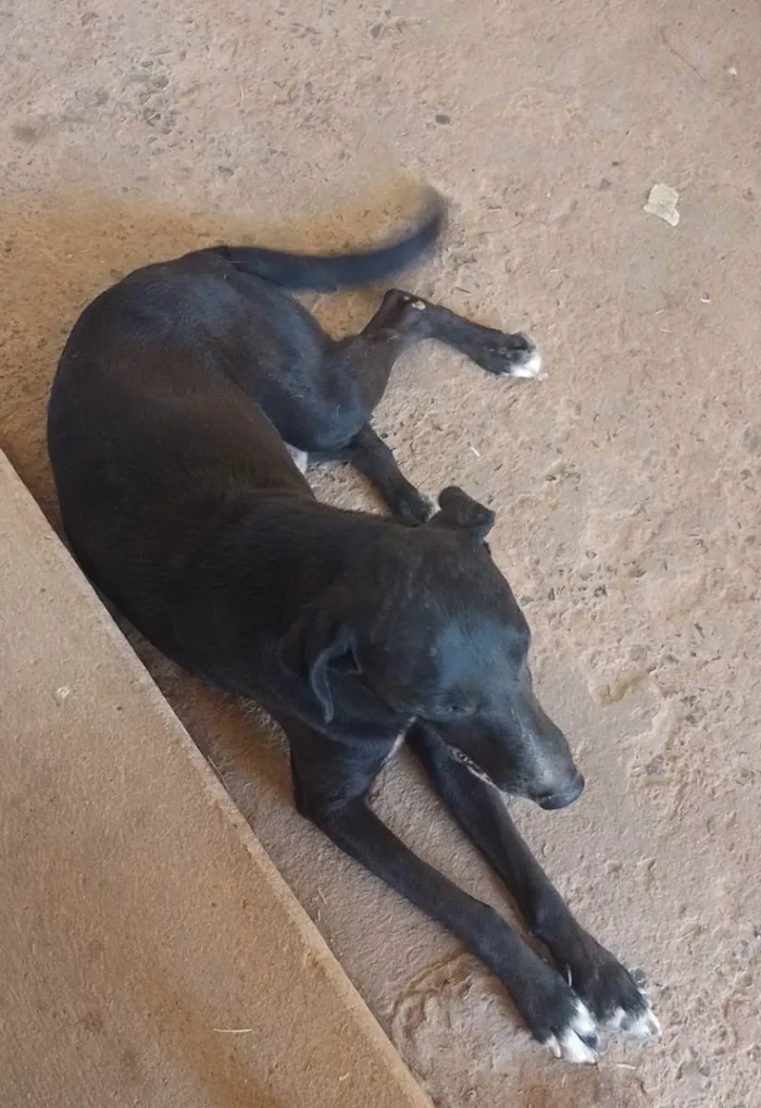 Cachorro ra a Vira lata idade 4 anos nome Negão