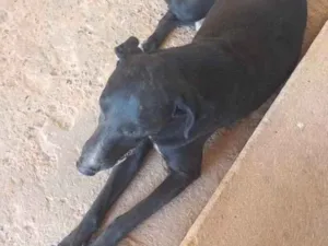 Cachorro raça Vira lata idade 4 anos nome Negão