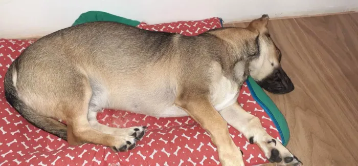 Cachorro ra a Sem raça definida idade 7 a 11 meses nome Thor