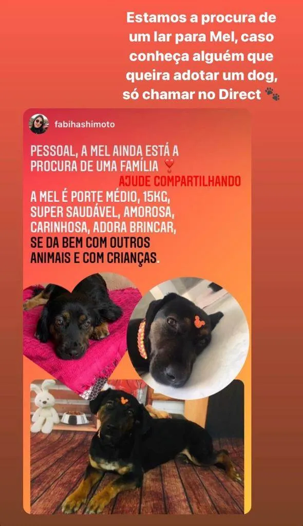 Cachorro ra a Viralata idade 2 anos nome Mel