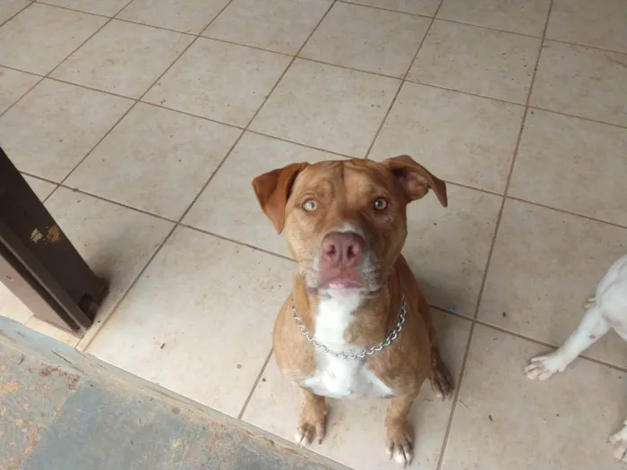 Cachorro raça Pitbull idade 2 anos nome Kelvin