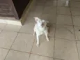 Nala