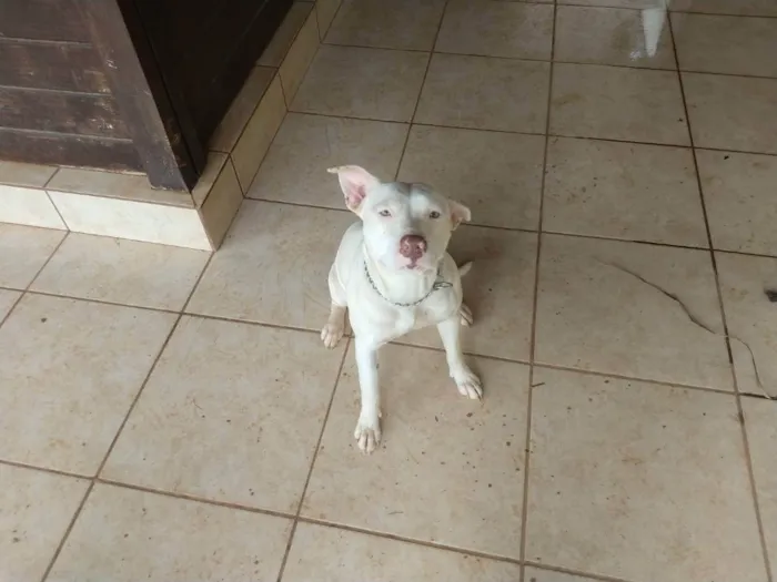 Cachorro raça Pitbull idade 2 anos nome Nala