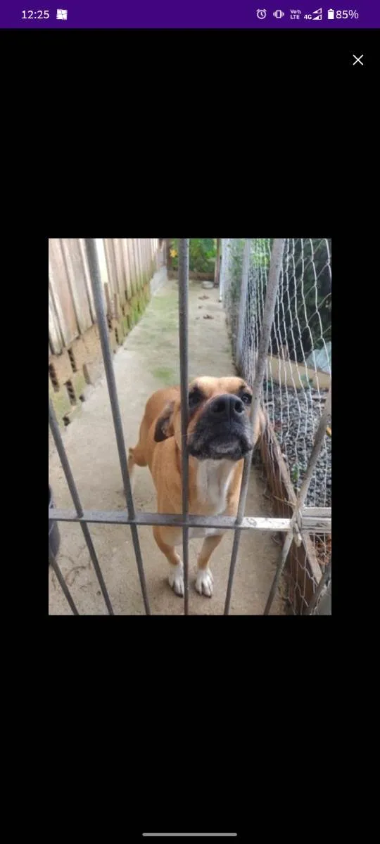Cachorro ra a RND com boxer idade 2 anos nome Zoe