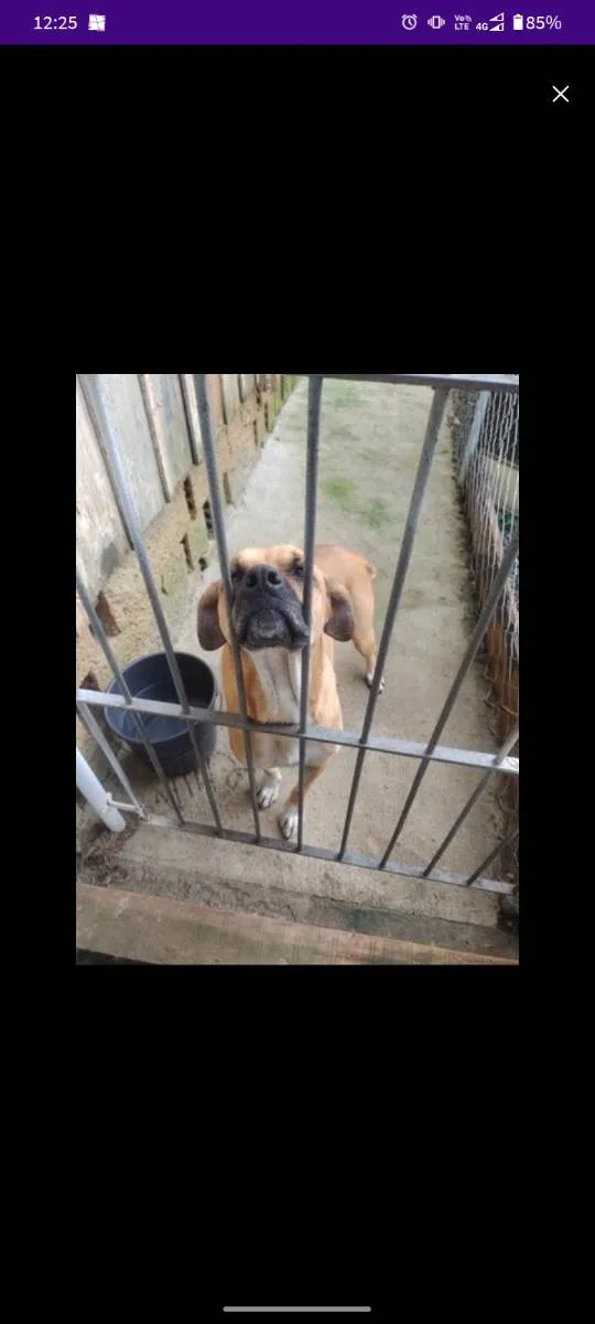 Cachorro ra a RND com boxer idade 2 anos nome Zoe