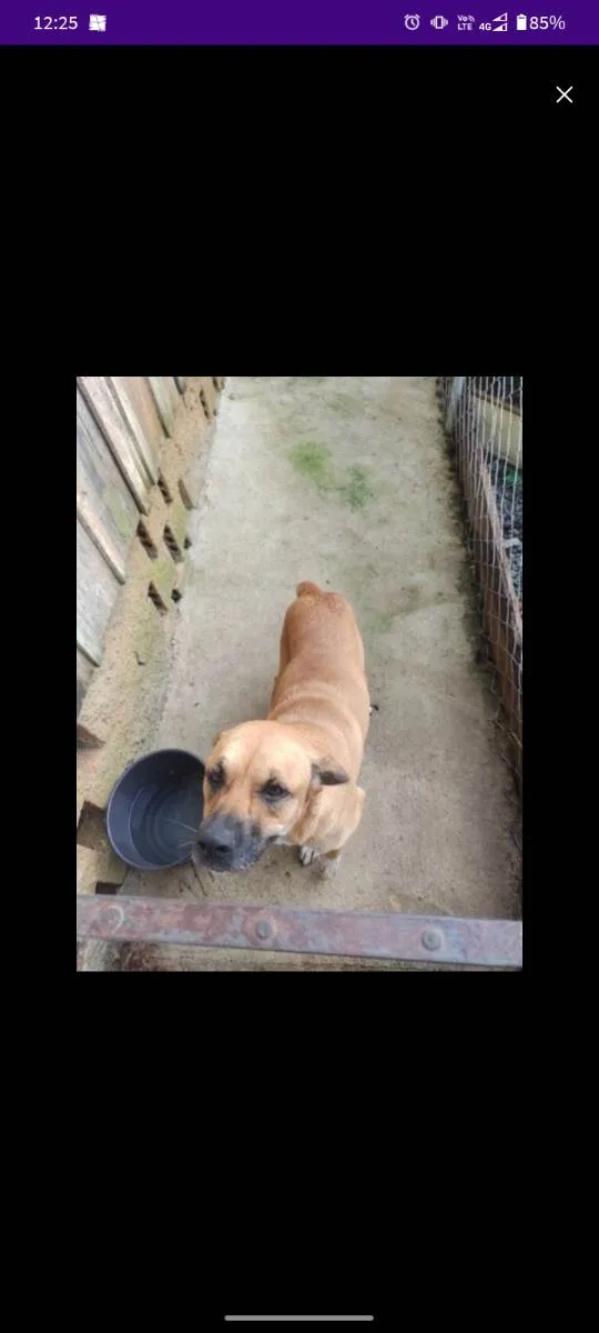 Cachorro ra a RND com boxer idade 2 anos nome Zoe