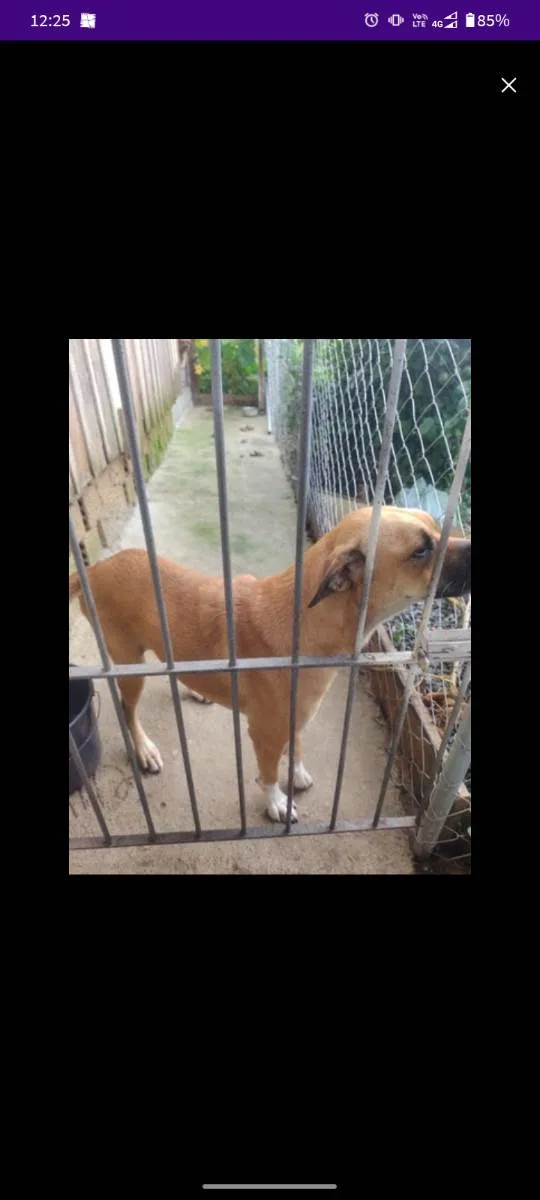 Cachorro ra a RND com boxer idade 2 anos nome Zoe
