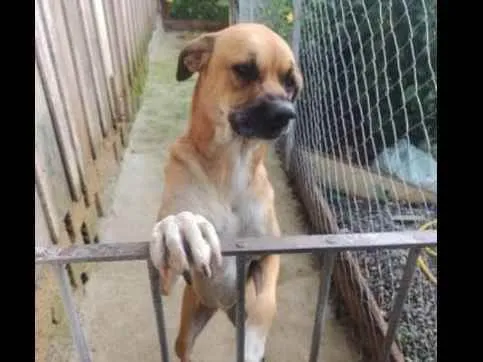 Cachorro ra a RND com boxer idade 2 anos nome Zoe
