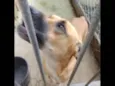 Zoe