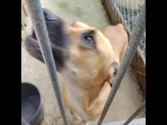 Cachorro ra a RND com boxer idade 2 anos nome Zoe