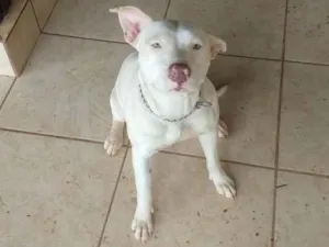 Cachorro raça Pitbull idade 2 anos nome Nala