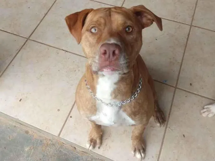 Cachorro raça Pitbull idade 2 anos nome Kelvin
