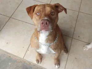 Cachorro raça Pitbull idade 2 anos nome Kelvin