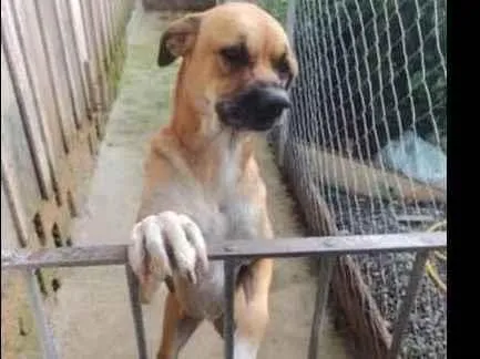 Cachorro ra a RND com boxer idade 2 anos nome Zoe