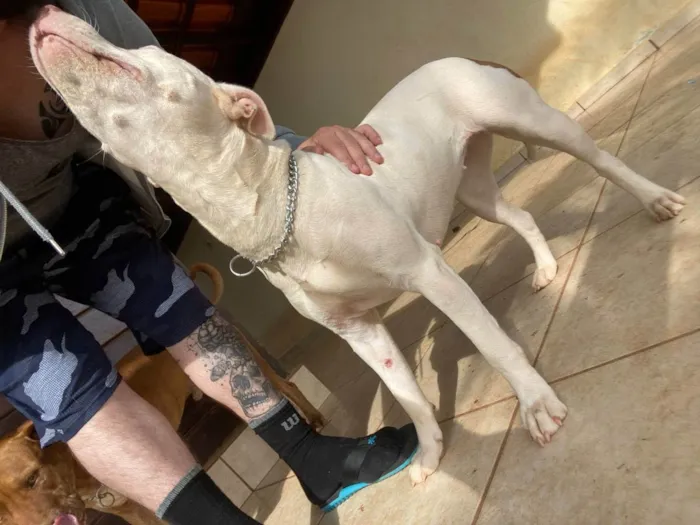 Cachorro raça Pitbull idade 2 anos nome Nala