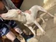 Nala