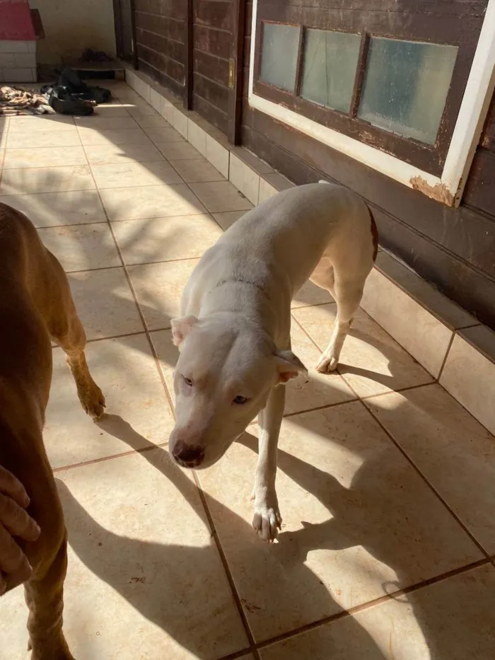 Cachorro raça Pitbull idade 2 anos nome Nala