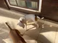 Nala