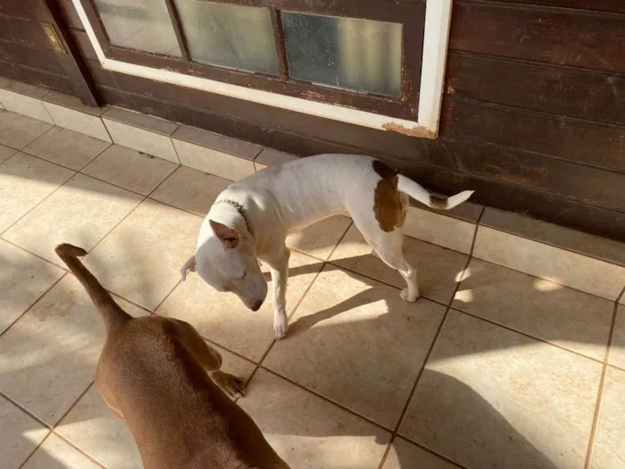 Cachorro raça Pitbull idade 2 anos nome Nala