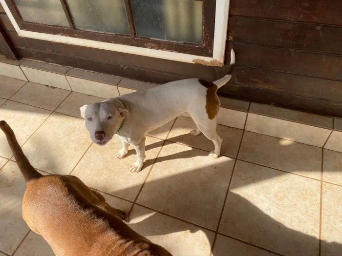 Cachorro raça Pitbull idade 2 anos nome Nala