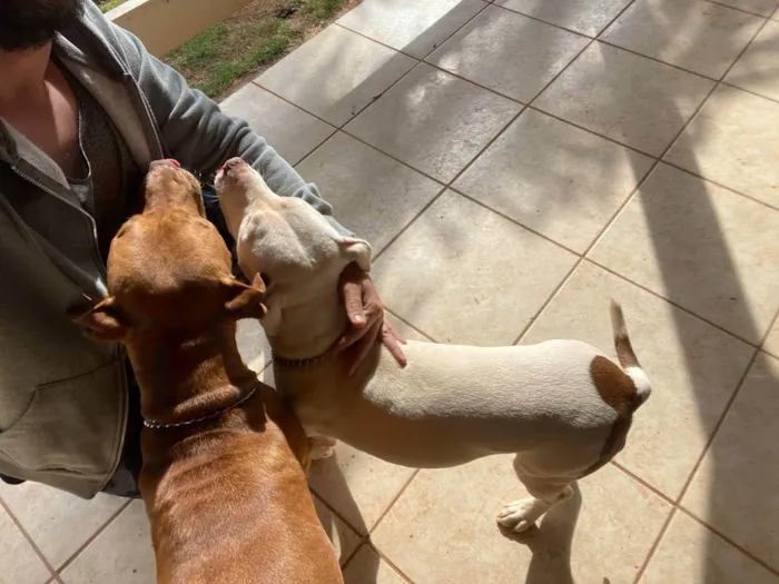 Cachorro raça Pitbull idade 2 anos nome Kelvin