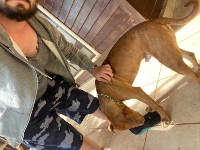 Cachorro raça Pitbull idade 2 anos nome Kelvin