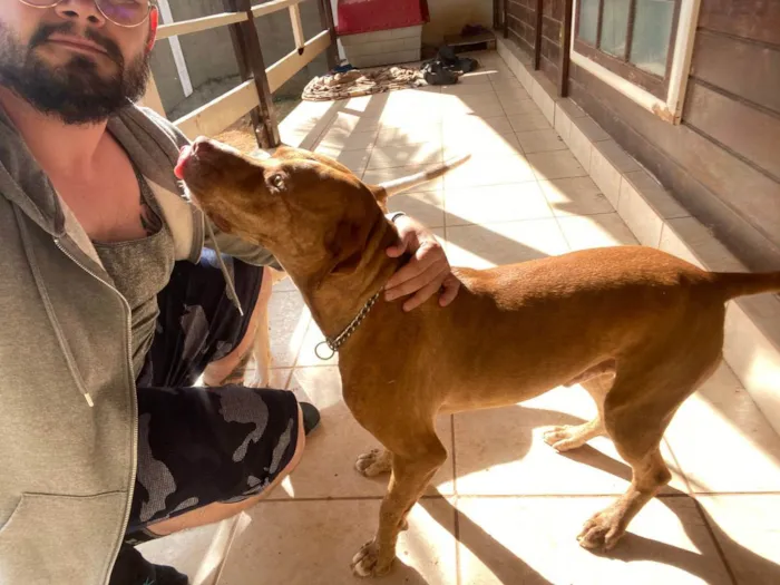 Cachorro raça Pitbull idade 2 anos nome Kelvin