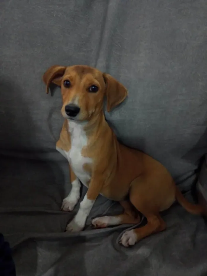 Cachorro ra a Srd  idade 2 a 6 meses nome Bibi