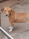 Bibi