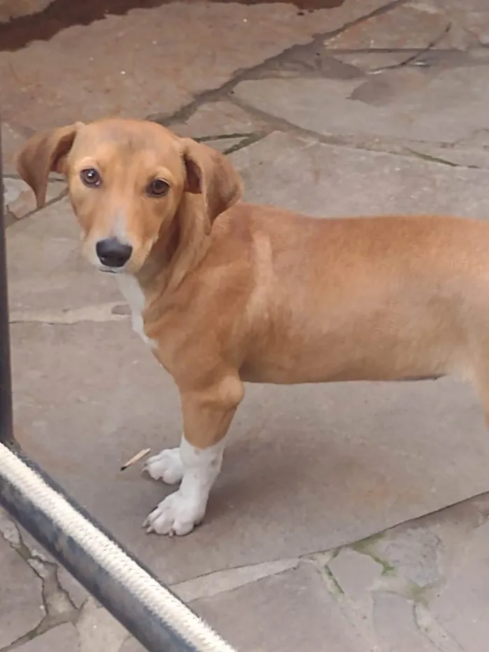 Cachorro ra a Srd  idade 2 a 6 meses nome Bibi