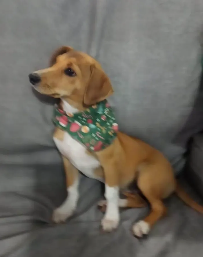 Cachorro ra a Srd  idade 2 a 6 meses nome Bibi