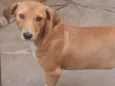 Bibi