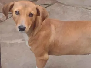 Cachorro raça Srd  idade 2 a 6 meses nome Bibi