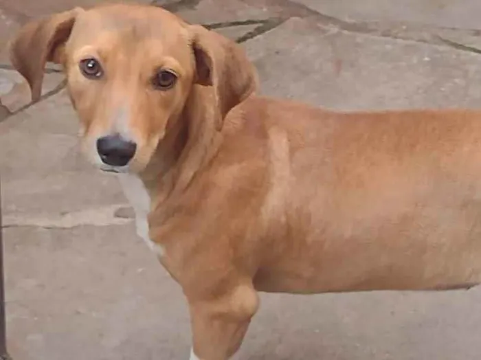 Cachorro ra a Srd  idade 2 a 6 meses nome Bibi