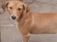 Bibi