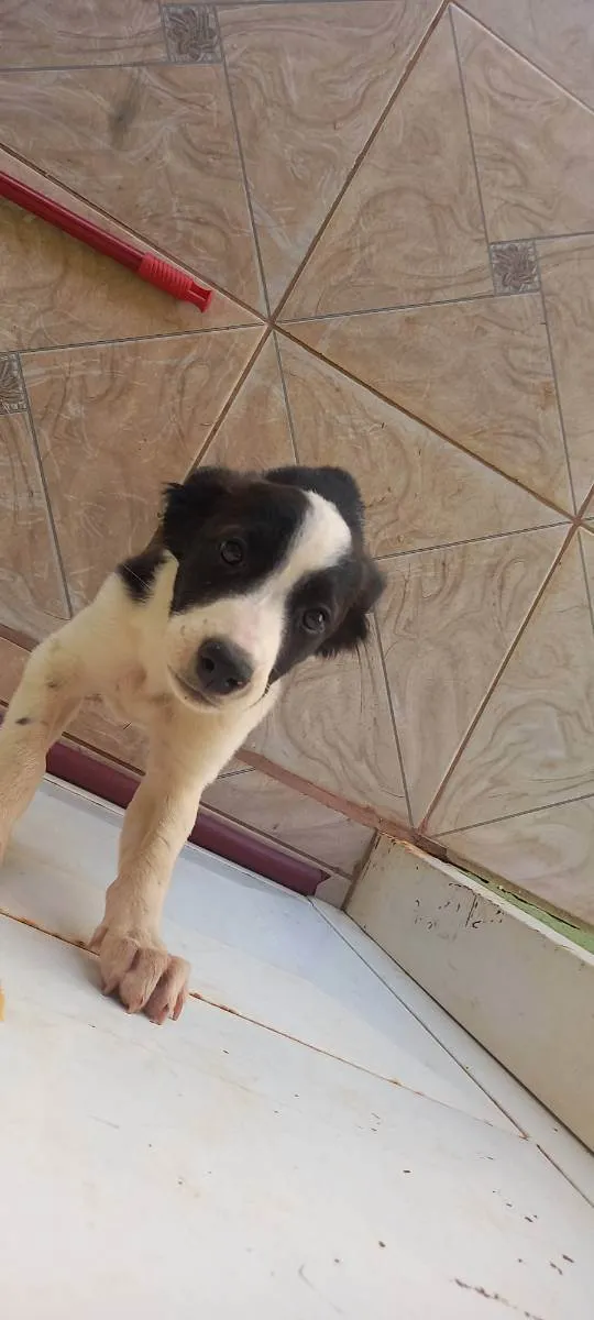 Cachorro ra a Viralata idade 2 a 6 meses nome Jujuba