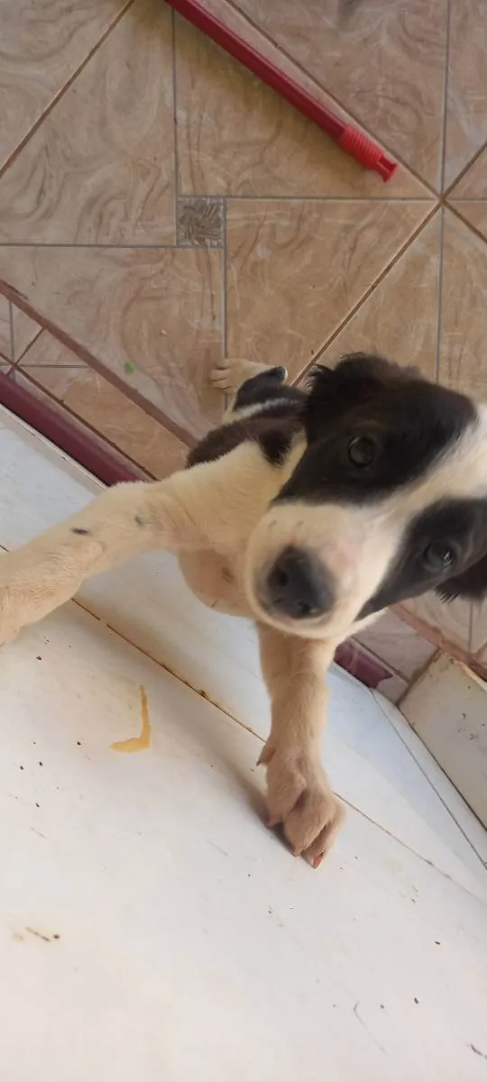 Cachorro ra a Viralata idade 2 a 6 meses nome Jujuba