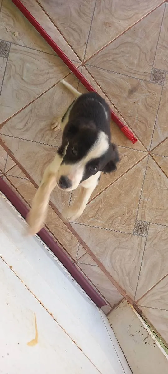 Cachorro ra a Viralata idade 2 a 6 meses nome Jujuba