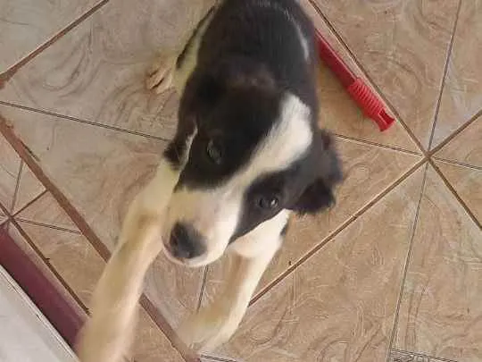 Cachorro ra a Viralata idade 2 a 6 meses nome Jujuba