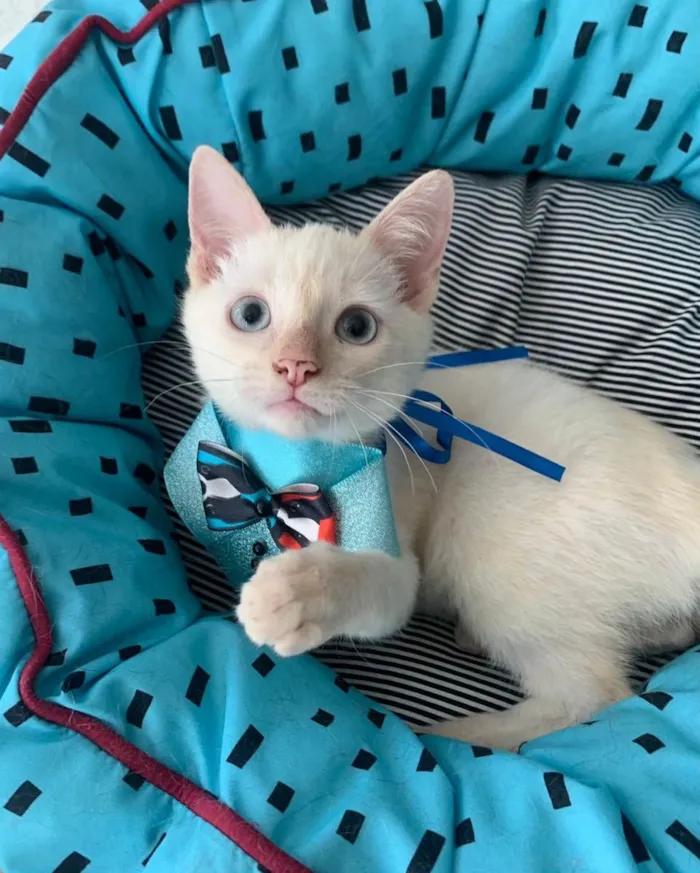 Gato ra a SRD idade 2 a 6 meses nome VALENTIM